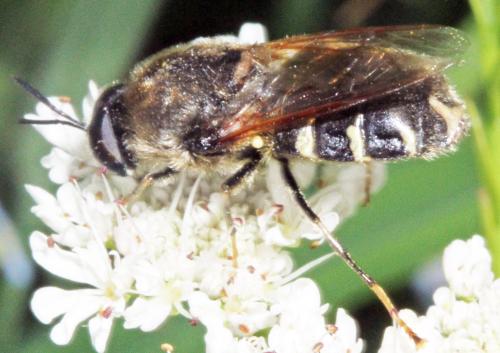 Stratiomys singularior